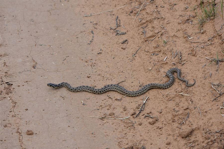 כרכן קרינים (Elaphe sauromates) בטבע