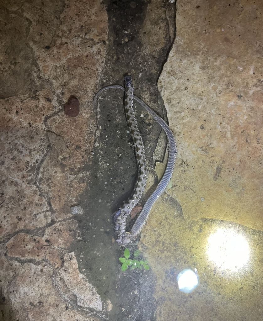 זעמן מטבעות (Hemorrhois nummifer) בטבע — Jerusalem, Israel